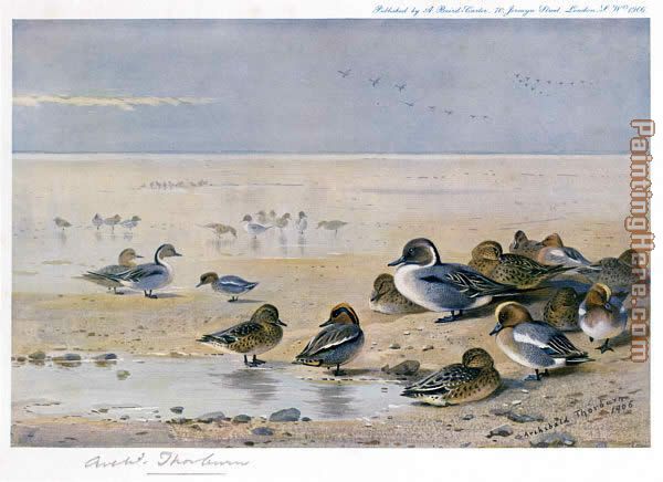 Pintail Wigeon and Teal painting - Archibald Thorburn Pintail Wigeon and Teal art painting